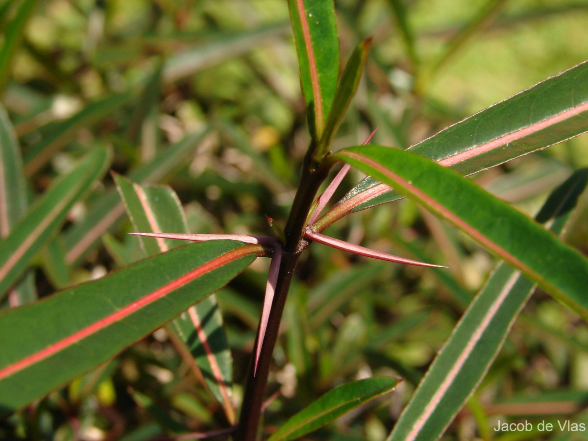 Barleria lupulina Lindl.